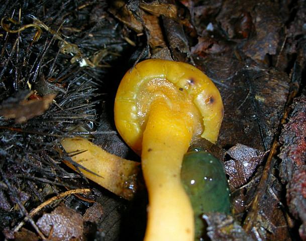 Leotia lubrica?